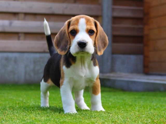 Beagle