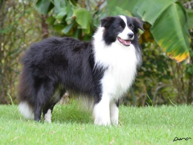 Border collie