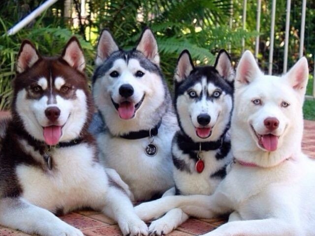 Husky siberiano