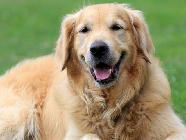 Labrador