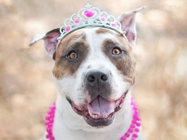 Pit bull