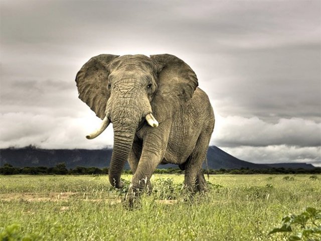 Elefante