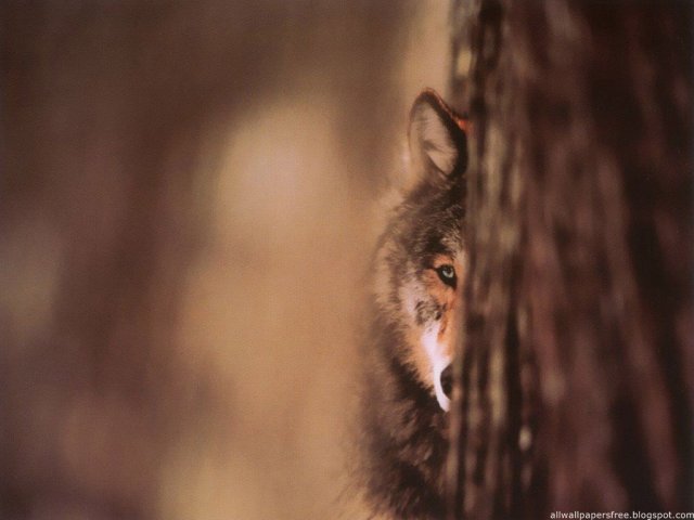 Lobo