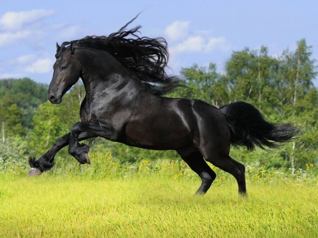 Cavalo puro sangue inglês.