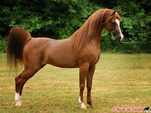 Cavalo árabe