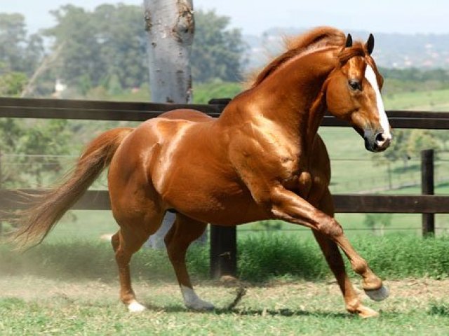 Cavalo quarto de milha.