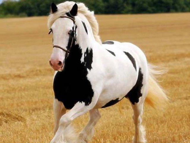 Cavalo percheron.