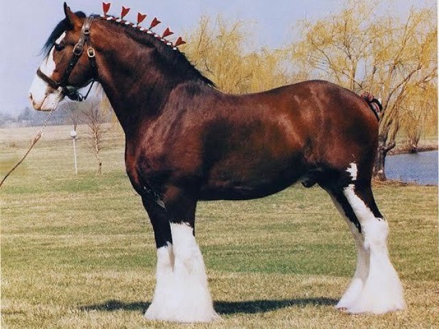 Cavalo clydesdale.