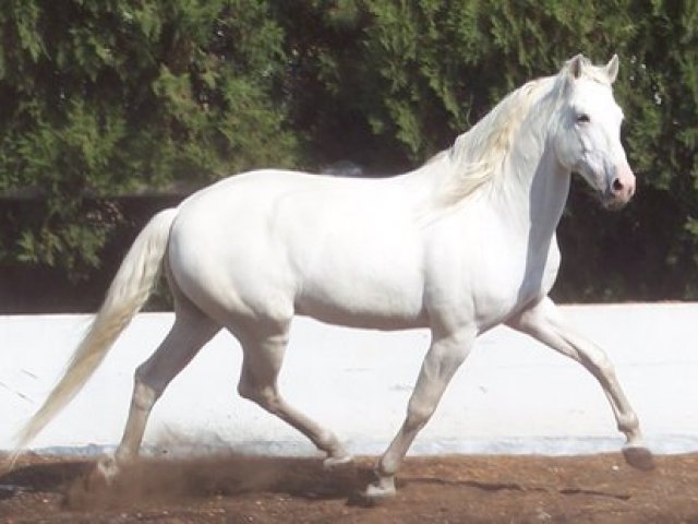 Cavalo andaluz.