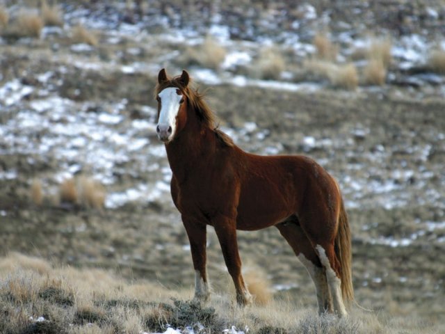 Cavalo mustang.