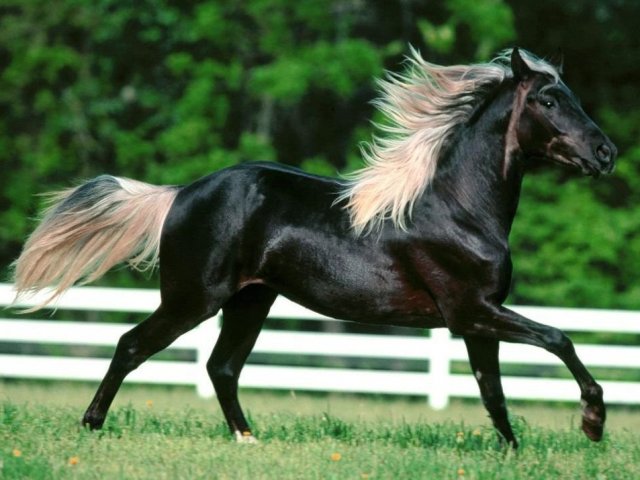 Cavalo morgan.