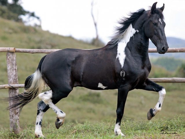Cavalo mangalarga.