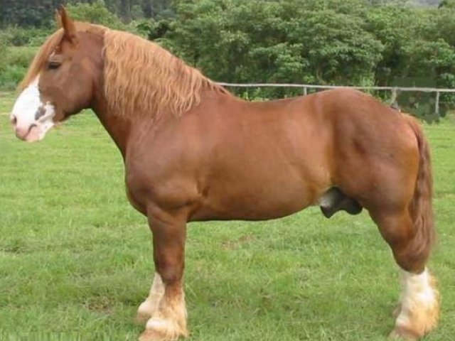 Cavalo bretão