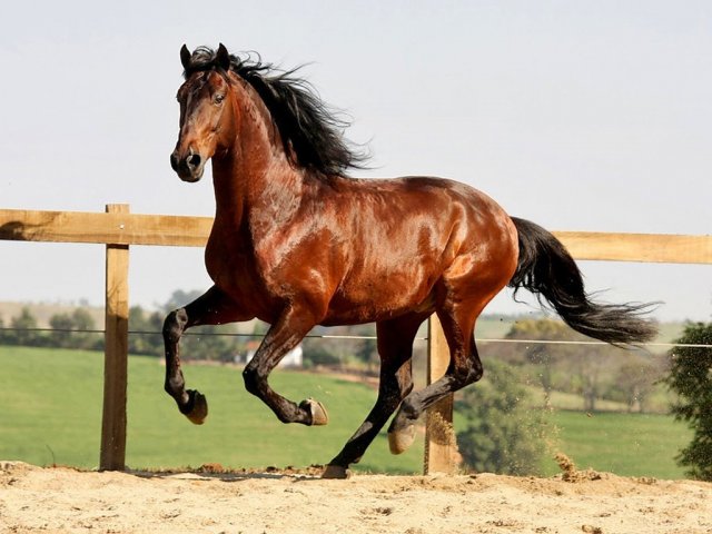 Cavalo lusitano.