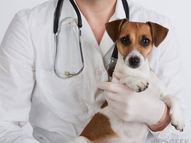 Veterinário(a)