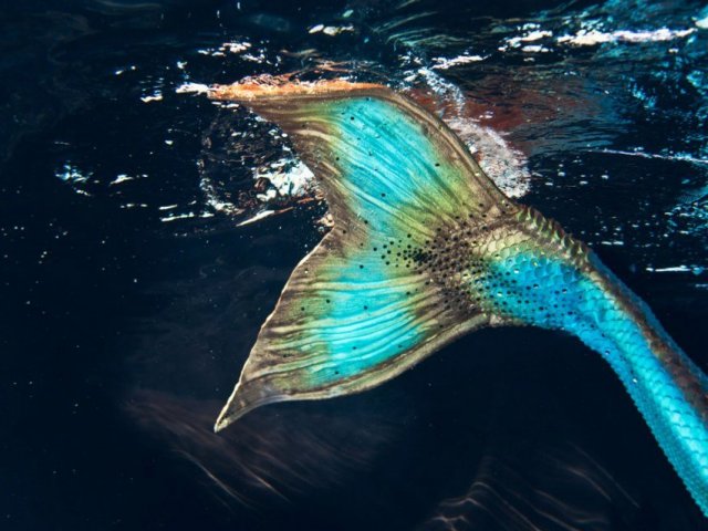 Sereia