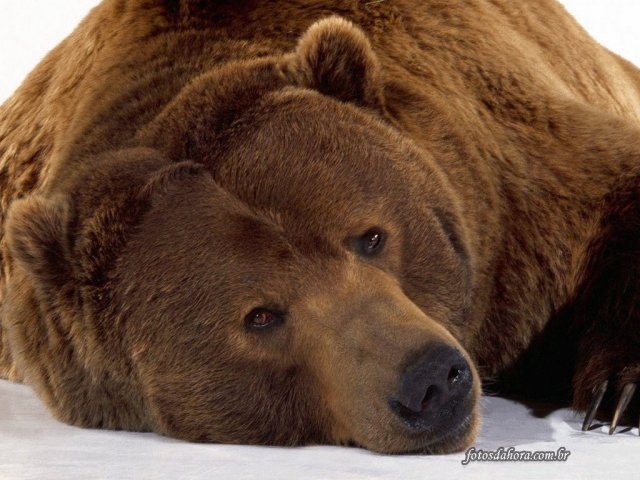 Urso