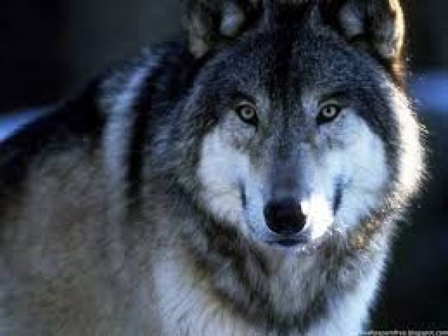 Lobo