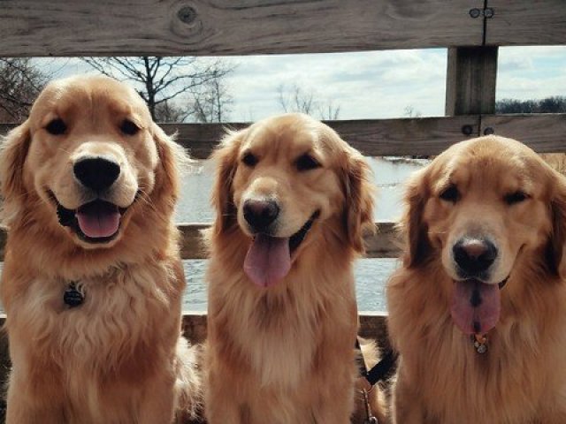 Golden Retriever