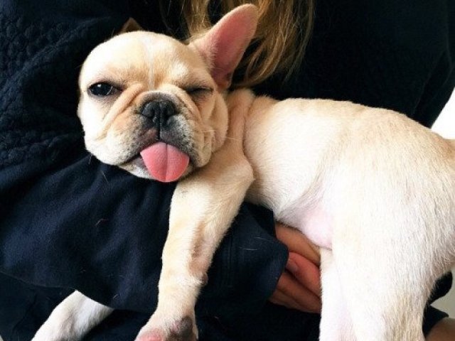 Bulldog ingles