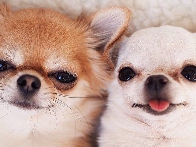 Chihuahua