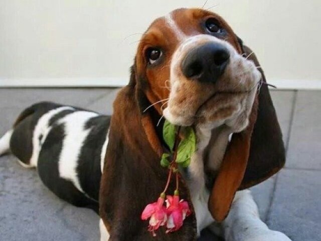 Basset Hound