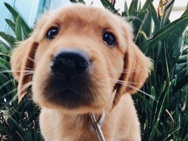 Cachorro
