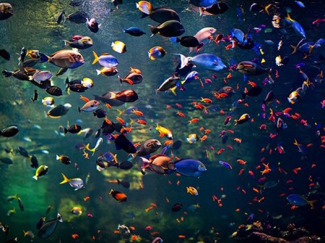 Peixe