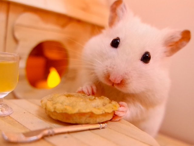 Hamster