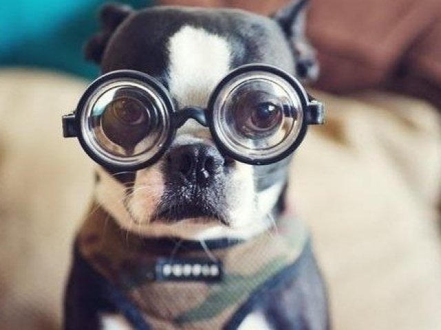 Cachorro