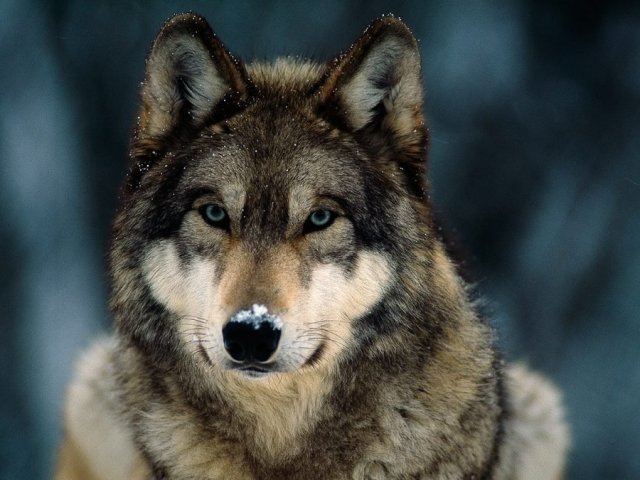 Lobo