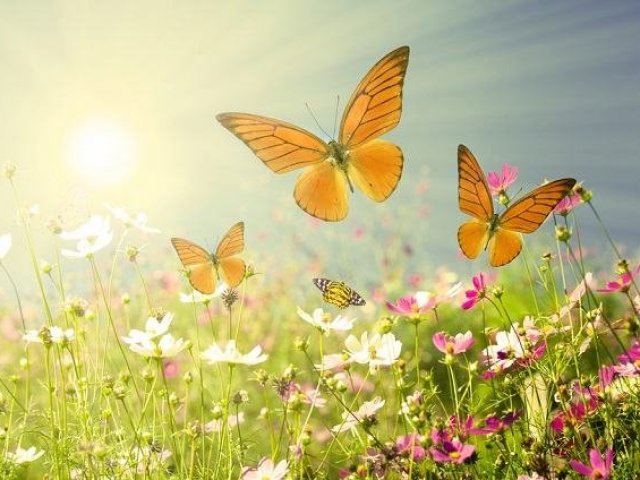 Primavera