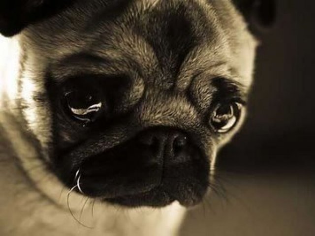 Tadinho! Você foi tão mal que fez um Pug chorar!