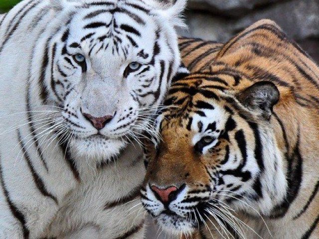 Tigre