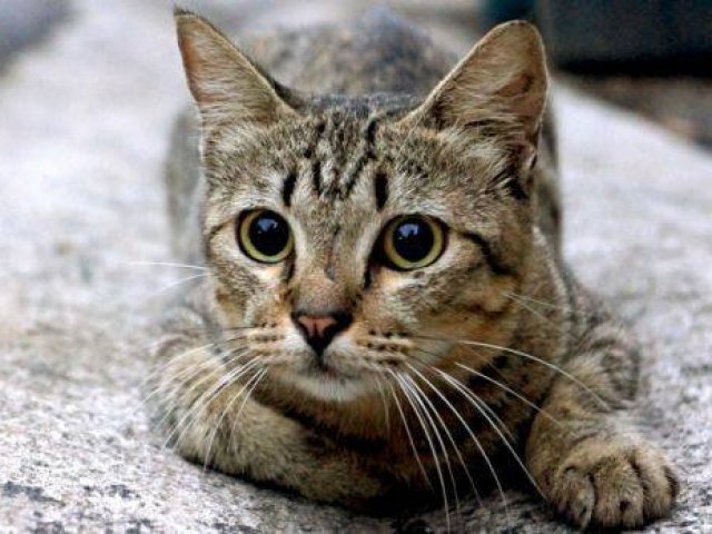 Gato