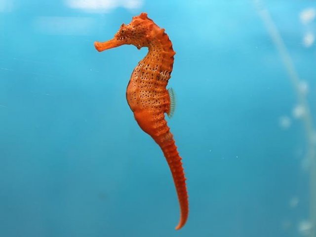 Cavalo Marinho