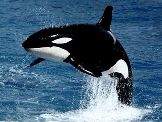 Baleia