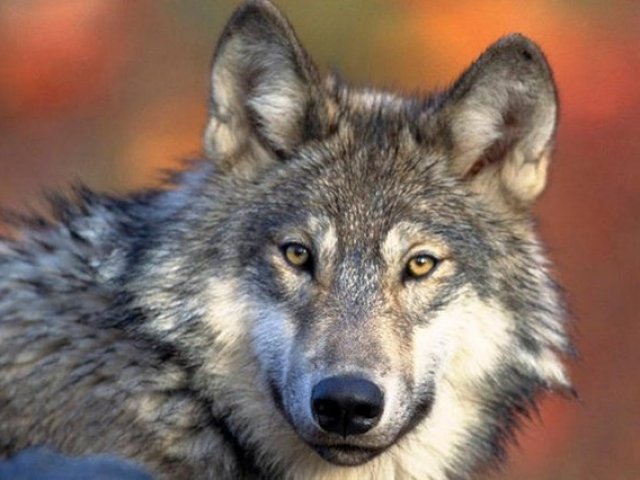 Lobo