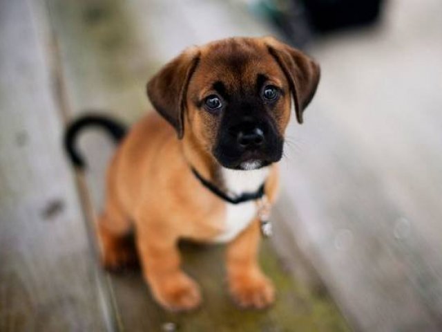 Cachorro