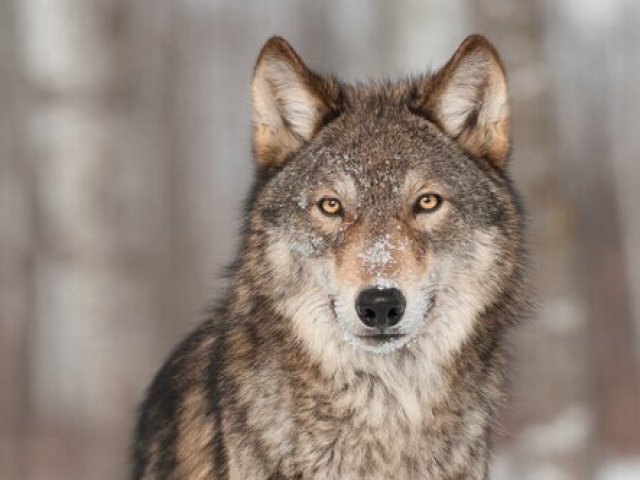 Lobo