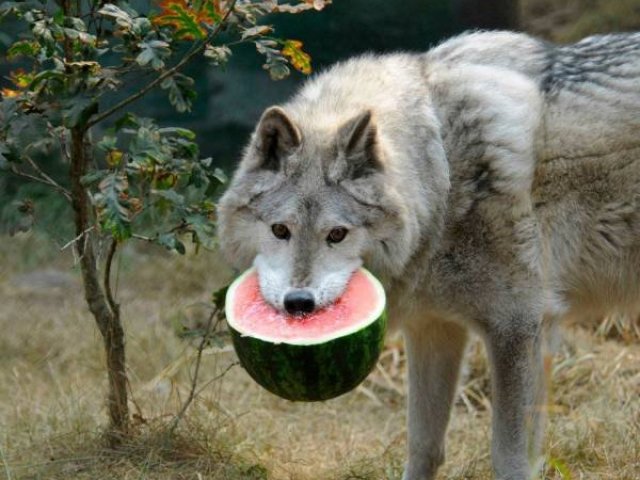 Você tirou: Lobo!