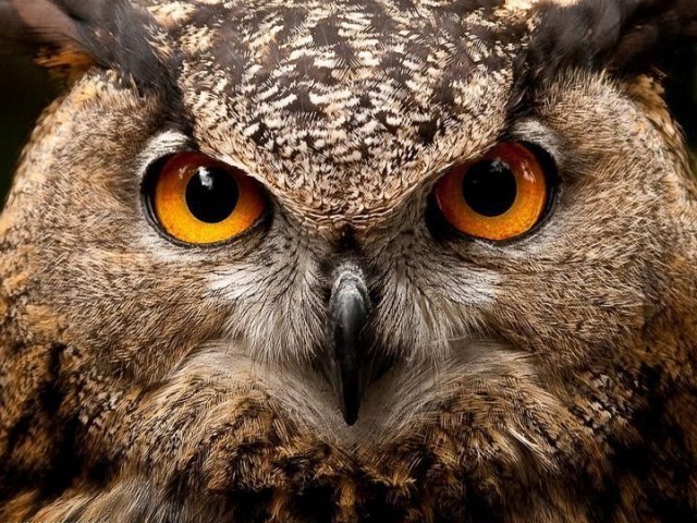 Você tem a visão de qual animal?