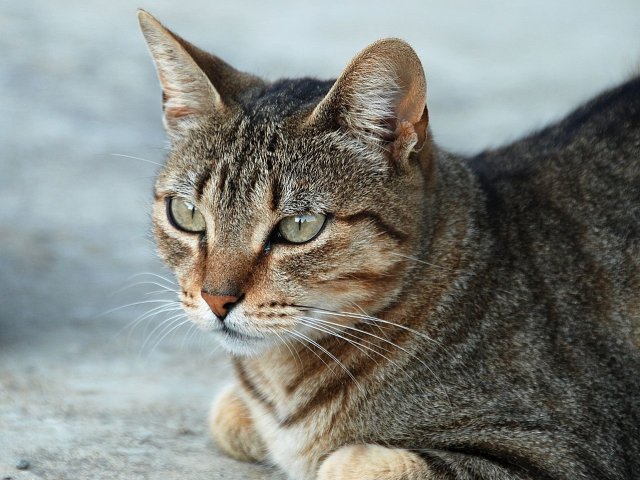 Gato