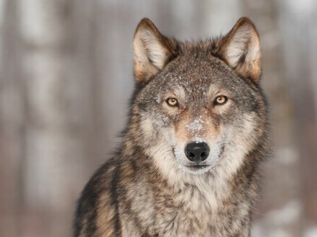 Lobo