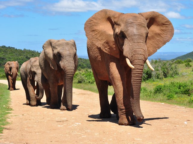Elefante