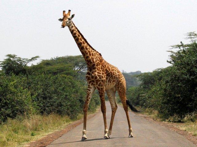 Girafa