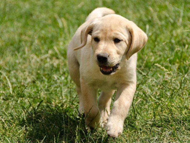 Cachorro