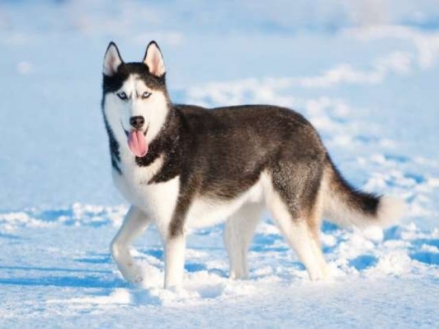 Husky