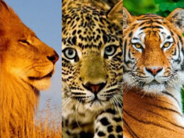 Qual felino mais combina com a sua personalidade?