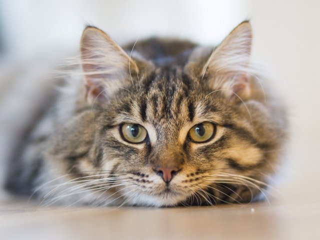 Gato